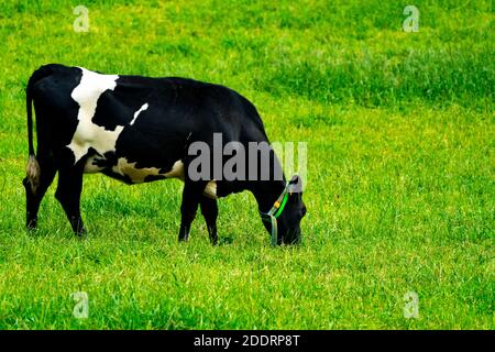 Schwarz-weiße Holstein-Friesenkuh grast auf einer saftig grünen Wiese. . Hochwertige Fotos Stockfoto