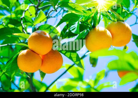 Orangen auf einem Zweig mit einigen grünen Blättern gegen ein Sonneneruption. Zitronenobstbaum Hintergrund. Stockfoto