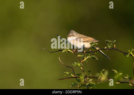 Whitethroat-Sylvia communis im Lied. Feder Stockfoto