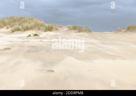 Sand weht über den Strand an einem stürmischen Tag bilden Dünen an der Küste in den Niederlanden. Auf den Dünen wächst Marrammgras. Stockfoto