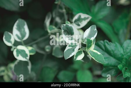 Vielbeinigen Dogwood Strauch. Weiß grüne Blätter des Regenschirms catchrird Baum Nyctaginaceae Pisonia umbelliferata variegate. Nahaufnahme karikatuur Pflanze, Witz Stockfoto