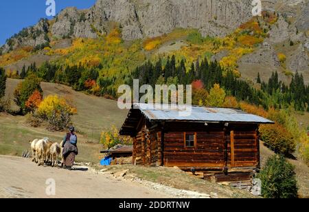 Faszinierende Herbstfarben in der Stadt şavşat maden (Bazgiret) Dorf artvin türkei Stockfoto