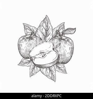 Äpfel mit Blättern von Hand gezeichnet Vektor-Illustration. Abstrakte Doodle Fruit Sketch Komposition. Isoliert Stock Vektor