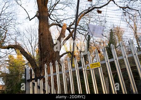 Banner von Aktivisten in den Sydenham Hill Woods gegen den geplanten Abschlag von zwei mehr als 100 Jahre alten Eichen, die vom Southwark Council wegen ihrer Nähe zum 'Pissarro' Steg bedroht wurden, dessen Renovierung von der lokalen Behörde am 24. November 2020 in London, England, für notwendig gehalten wurde. Die Eisenbahn von Nunhead zum Kristallpalast (Hochebene) führte einst durch den Wald und der impressionistische Künstler Camille Pissarro (1830–1903) malte in den 1870er Jahren von der Brücke aus eine Eisenbahnlandschaft. Sydenham Hill Wood bildet einen Teil des größten verbleibenden Traktes des alten Great North Wood, ein ausgedehntes sind Stockfoto