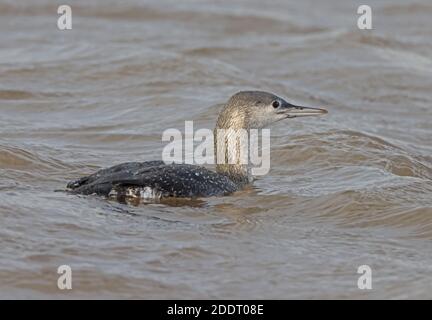 Red-Throated Diver (Gavia stellata) unreife Schwimmer auf See Eccles-on-Sea, Norfolk, Großbritannien November Stockfoto