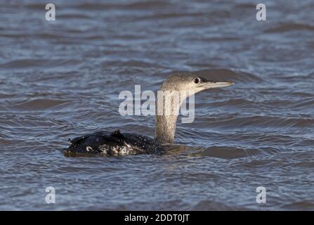 Red-Throated Diver (Gavia stellata) unreife Schwimmer auf See Eccles-on-Sea, Norfolk, Großbritannien November Stockfoto