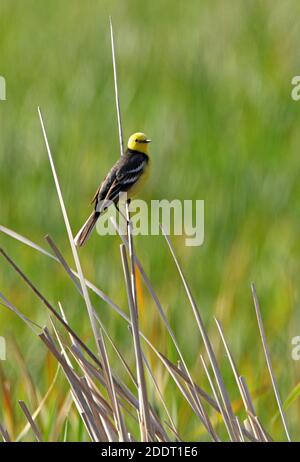 Citrine Wagtail (Motacilla citreola citreola) erwachsener Rüde, der auf der toten Schilfprovinz Akmola, Kasachstan, thront Juni Stockfoto