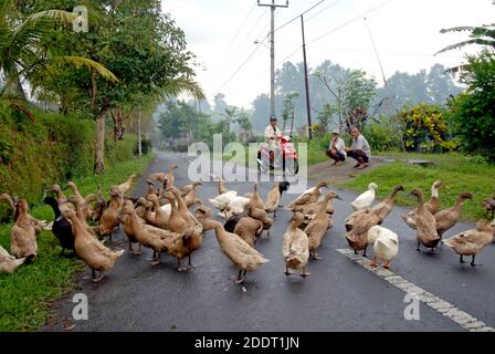 Eine Gruppe von Enten überquert eine Landstraße, in Bali, Indonesien. Stockfoto