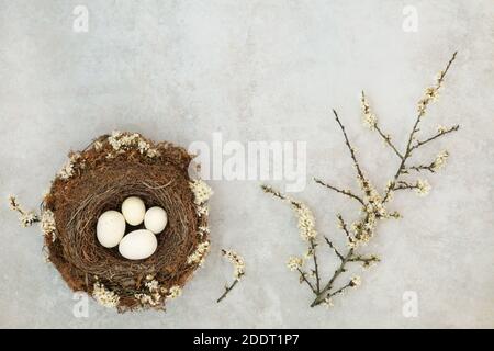 Frühlingsvögel nisten mit drei weißen Eiern & Schlehdornblüten auf meliertem grauem Hintergrund mit Kopierraum. Zen Frühling Wiedergeburt Konzept. Flach liegend. Stockfoto