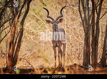 Männliche Großkudu (Tragelaphus strepsiceros), South Luangwa National Park, Mfuwe, Sambia, Afrika Stockfoto