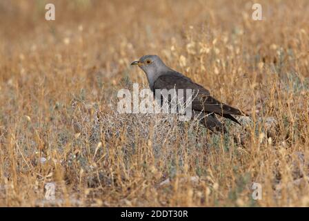 Kuckuck (Cuculus canorus) Erwachsene Jagd Raupen am Boden See Balkhasch, Kasachstan Juni Stockfoto