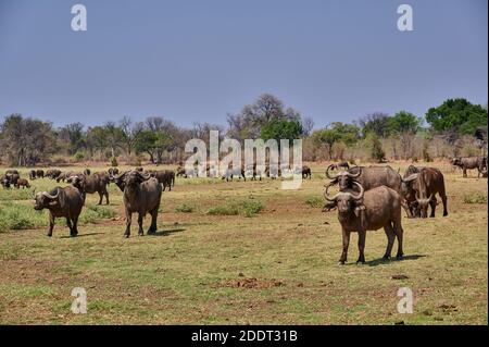 Herde von afrikanischen Büffeln oder Kapbüffeln (Syncerus caffer), South Luangwa National Park, Mfuwe, Sambia, Afrika Stockfoto