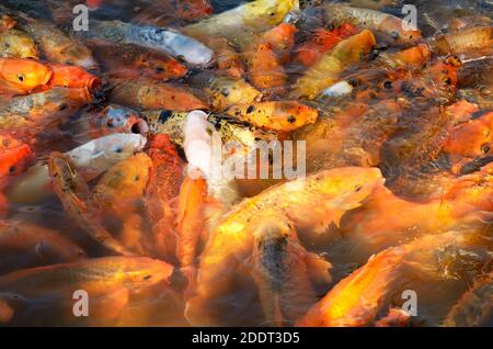 Eine große Gruppe von japanischen Karpfen coi Fische schwimmen in der Nähe togheter in klare, frische Wasser. Stockfoto