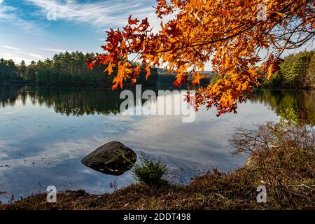 Bunte Eichenblätter am Wasserrand bei Gate 31 im Quabbin Reservoir, New Salem, Massachusetts Stockfoto