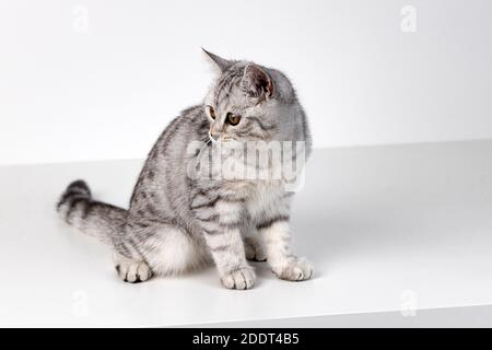 Schottische gerade Katze tabby auf weißem Hintergrund Stockfoto