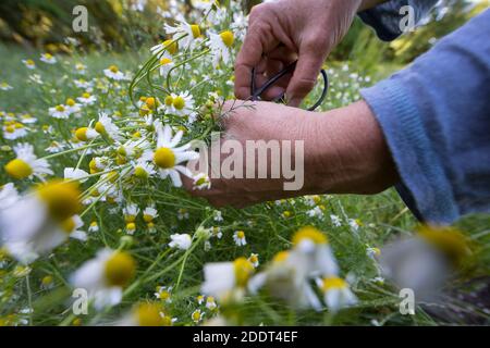 Kamillen-Ernte, Kamille-Ernte, Kamillenernte, Kamilleernte, Kräuterernte, Ernte, Kräuter sammeln, echte Kamille, Kamille, Matricaria recutita, Chamomi Stockfoto