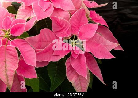 Studio-Foto von rosa poinsettia Blüte im November bereit für die weihnachtszeit, Großbritannien Stockfoto