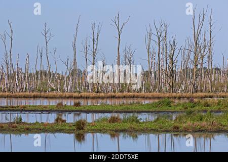 Tote Bäume im Naturschutzgebiet Anklamer Stadtbruch in Mecklenburg Vorpommern / Mecklenburg-Vorpommern, Deutschland Stockfoto