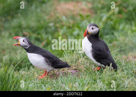 Atlantische Papageitaucher (Fraterkula arctica) papageientaucher rufen im Regen in Seevögelkolonie ein Sommer Stockfoto