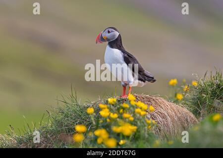 Atlantischer Papageientaucher (Fraterkula arctica) unter Wildblumen mit farbigem Schnabel in der Brutsaison im Sommer, Island Stockfoto