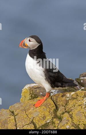 Atlantischer Papageientaucher (Fraterkula arctica) auf Felsen mit farbigem Schnabel in der Brutsaison im Sommer, Island Stockfoto