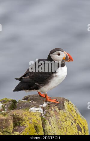 Atlantischer Papageientaucher (Fraterkula arctica) auf Felsen mit farbigem Schnabel in der Brutsaison im Sommer, Island Stockfoto