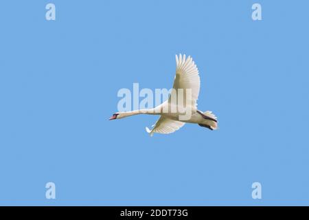 Stummer Schwan (Cygnus olor) Männchen im Flug gegen blauen Himmel Stockfoto