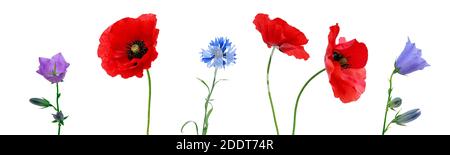 Set von verschiedenen wilden Blumen auf einem weißen isolierten Hintergrund Stockfoto