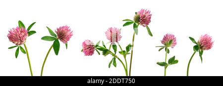 Set von rosa Wiesenklee Blumen mit Knospen auf einem Weißer isolierter Hintergrund Stockfoto