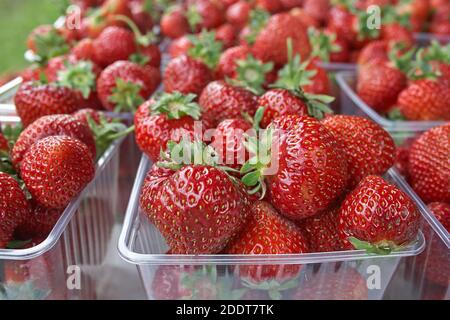 Swedish Strawberries in summer Stockfoto