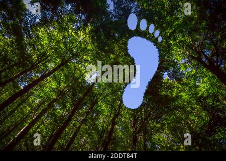 Das Vordach dieses Waldes hat ein Loch in der Form Eines Barefoot Footprints Stockfoto