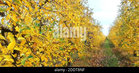 Reihen von Apfelbäumen in einem Obstgarten nach der Ernte , Herbstfarben, Konzept, Stockfoto