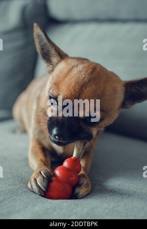 Zwei Jahre alt chihuahua kauen ein natürliches Hirschgeweih auf einem roten Kong Spielzeug. Selektiver Fokus auf das Spielzeug. Stockfoto