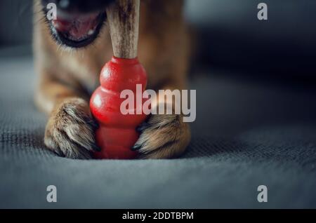 Zwei Jahre alt chihuahua kauen ein natürliches Hirschgeweih auf einem roten Kong Spielzeug. Selektiver Fokus auf das Spielzeug. Stockfoto