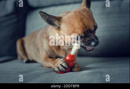 Zwei Jahre alt chihuahua kauen ein natürliches Hirschgeweih auf einem roten Kong Spielzeug. Selektiver Fokus auf das Spielzeug. Stockfoto