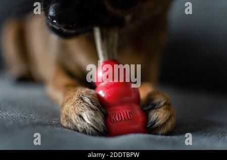 Zwei Jahre alt chihuahua kauen ein natürliches Hirschgeweih auf einem roten Kong Spielzeug. Selektiver Fokus auf das Spielzeug. Stockfoto