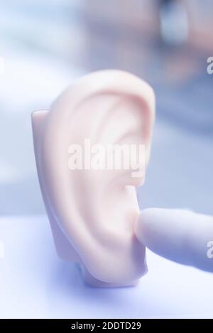 Hörohr medizinisches Lehrmodell. Stockfoto