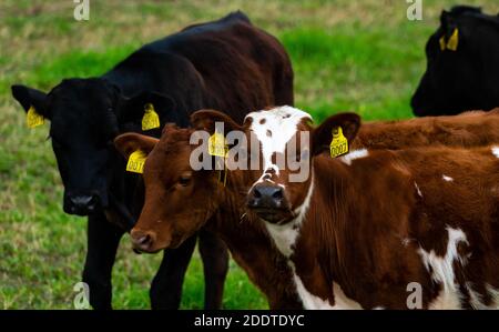 Drei junge Kälber stehen auf einer saftig grünen Wiese. . Hochwertige Fotos Stockfoto