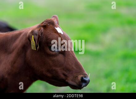 Nahaufnahme des Kopfes eines jungen braunen Kalbes auf einem grünen Feld. . Hochwertige Fotos Stockfoto