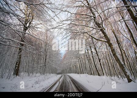 Straße durch den Monte Amiata Wald mit Schnee, Toskana, Italien Stockfoto