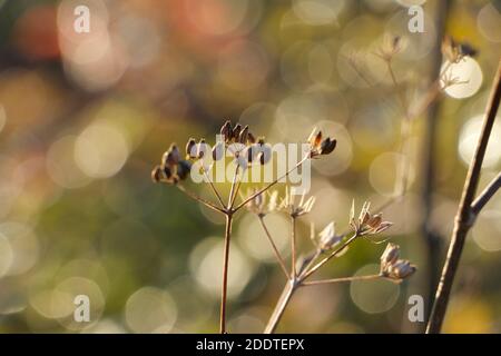 Alte Kuh Petersilie Samenköpfe an einem hellen Morgen gefangen. Bokeh funkeln aus Brambles hinter mit Tau bedeckt geben eine helle Feierliche Gefühl Stockfoto