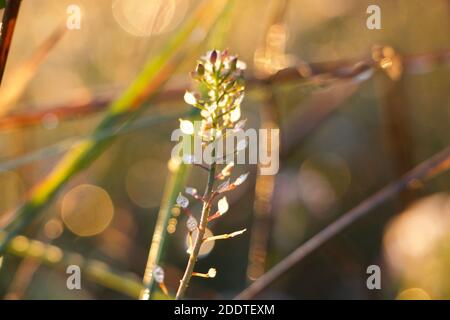 Alte Kuh Petersilie Samenköpfe an einem hellen Morgen gefangen. Bokeh funkeln aus Brambles hinter mit Tau bedeckt geben eine helle Feierliche Gefühl Stockfoto