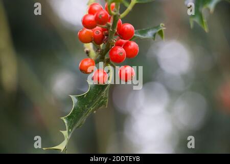 Schöner Stechpalme mit vielen roten Beeren Stockfoto