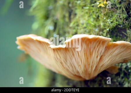 Nahaufnahme der Kiemen eines Austernpilzes (Pleurotus ostreatus), der auf einem moosigen Baum wächst. Stockfoto
