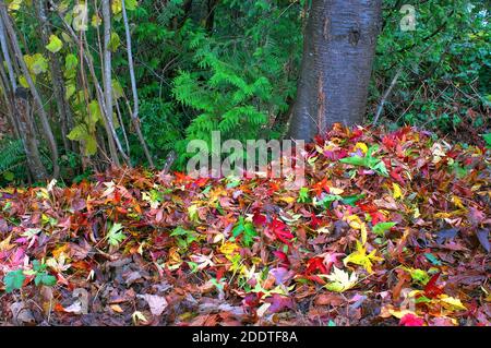 Bunte Blätter stapelten sich im Herbst unter einem Baum. Stockfoto