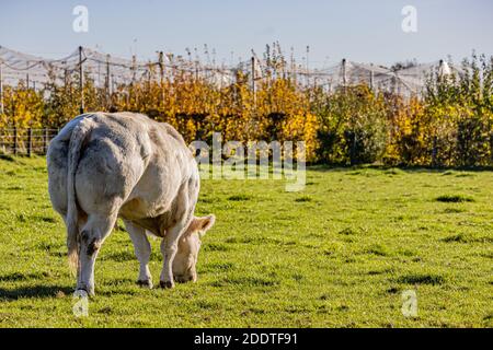Rückansicht einer Milchkuh mit gräulich weißem Fell leise grasen auf grünem Gras auf einem Bauernhof, Apfelgarten in verschwommenem Hintergrund, sonniger Tag in South Limb Stockfoto