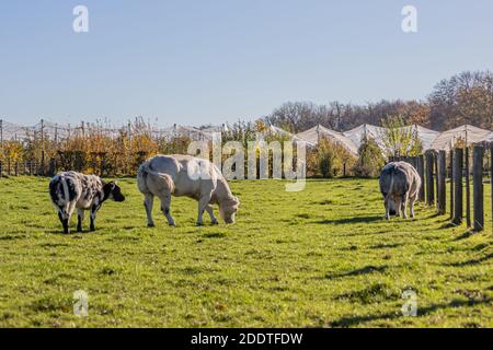 Das Vieh mit gräulich-weißem Fell und schwarzen Flecken grasen leise auf grünem Gras auf dem Bauernhof, die Milchkühe und ihr Kalb, der Apfelgarten im verschwommenen Backgr Stockfoto
