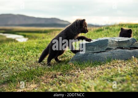 Zwei schöne wilde Tiere. Arctic Fox cub, Vulpes lagopus, niedliche Babys spielen in der Natur Lebensraum, Wiese in Island mit dem Stein Stockfoto