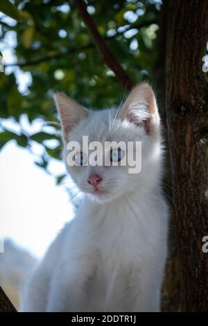 Ein Kätzchen posiert zwischen den Zweigen eines Baumes. Stockfoto