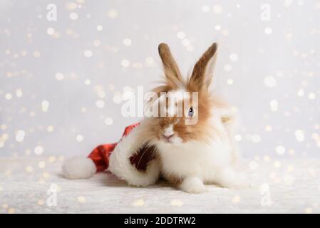 Ein schönes Kaninchen sitzt in Santa Hut auf weißem Hintergrund mit verschwommenem Bokeh funkelt. Weihnachtsfeiertage. Stockfoto